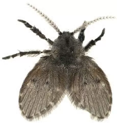 Mosca palomilla o del drenaje